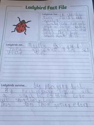 Year 1 Home Learning 